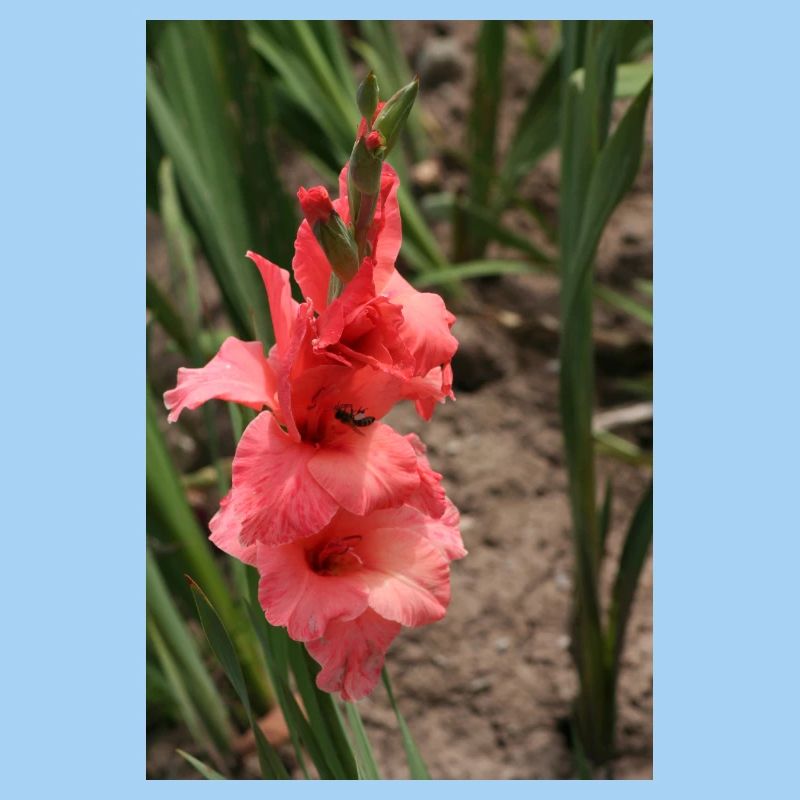 Gladiole – Stärke in Blüte