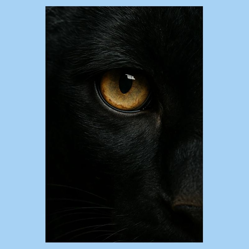 Mystischer Schwarzer Panther Blick