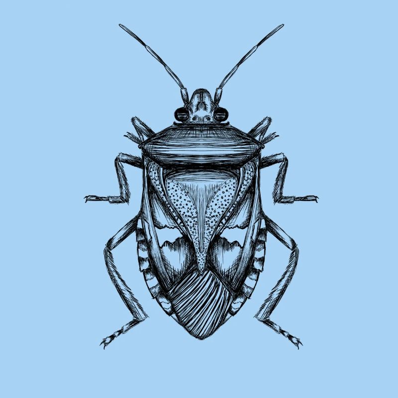 Bug