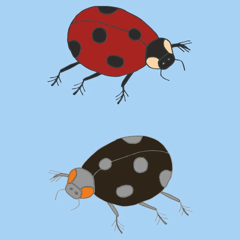 ladybug duo colored