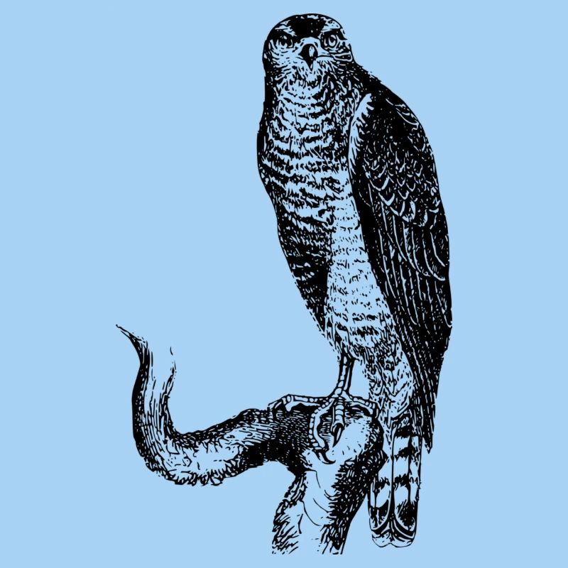 hawk