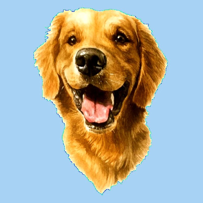 Golden Retriver