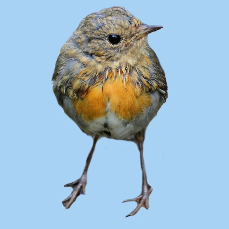 Vogel