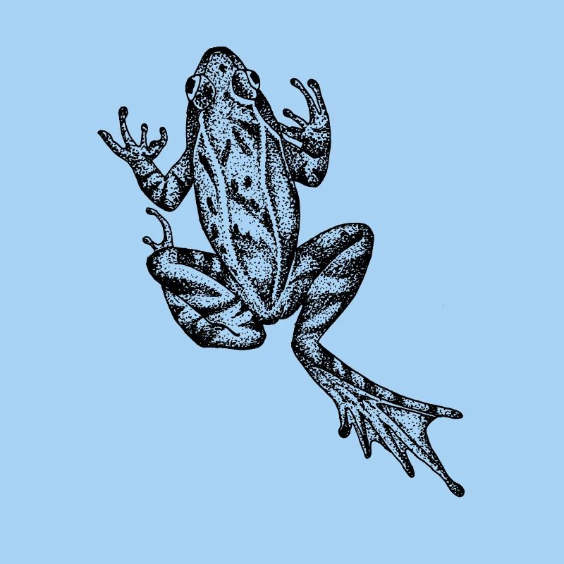 Frosch