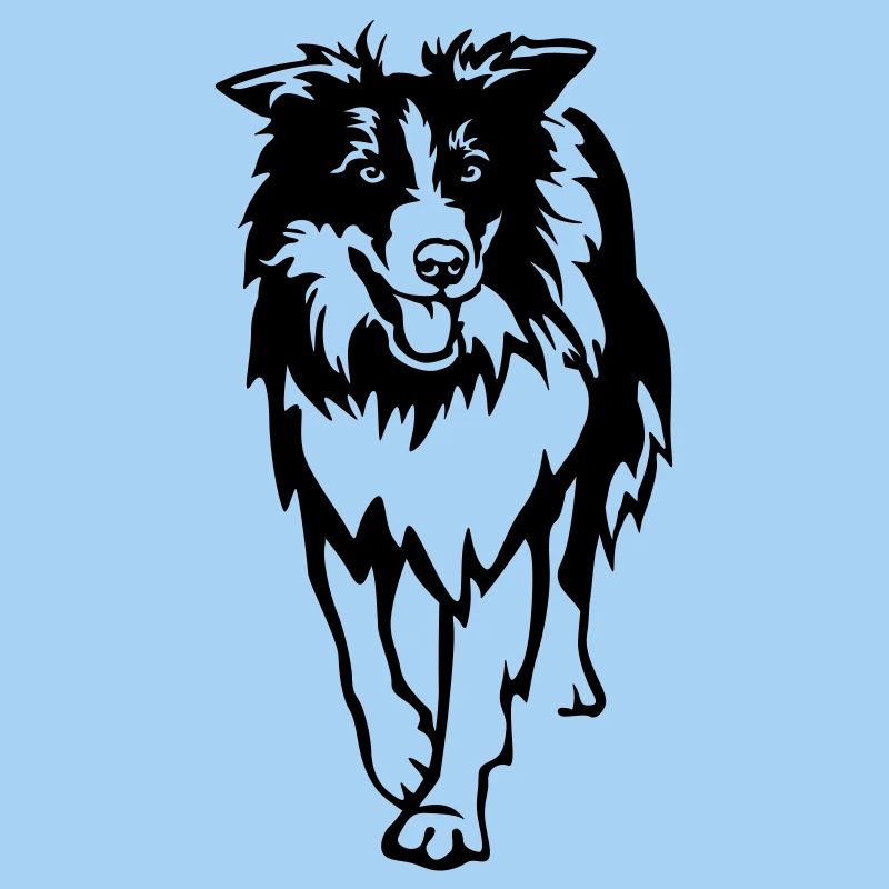 Border Collie