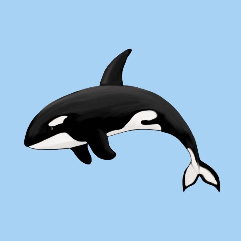 Orca Killer Whale Killer Whale Orka