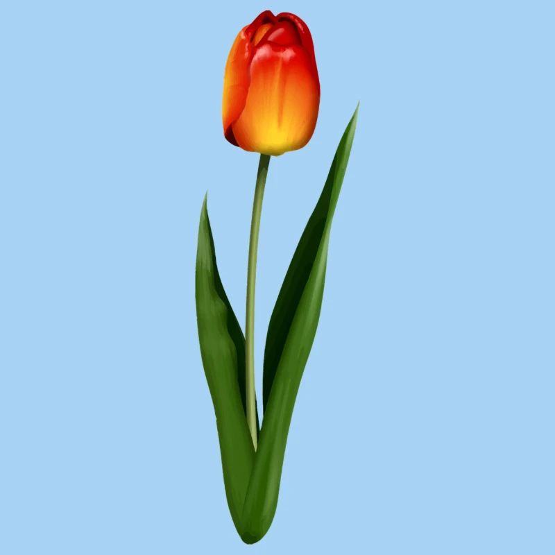 tulipe