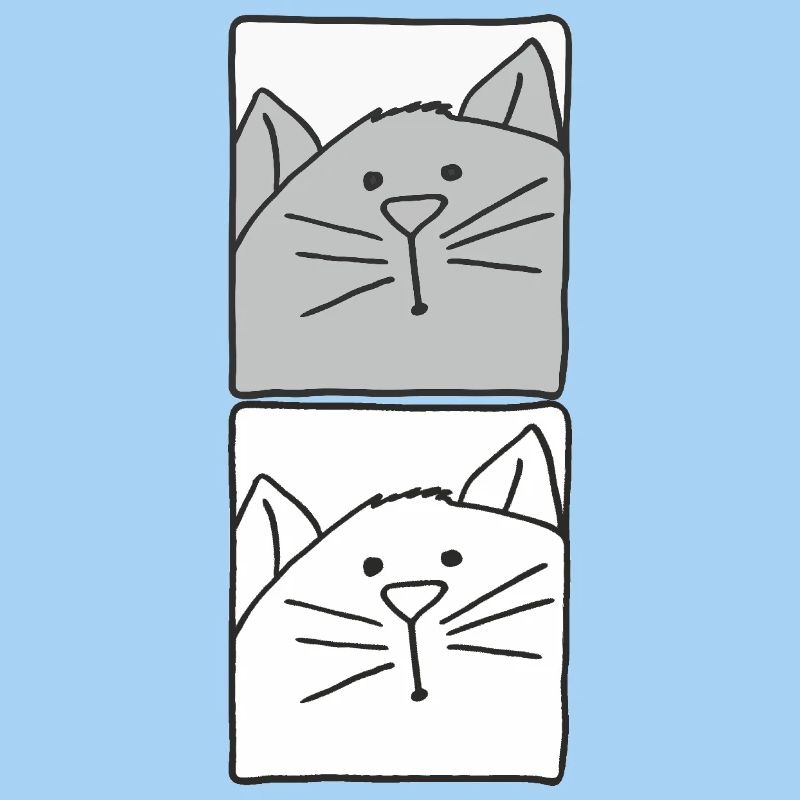 Chat gris et blanc