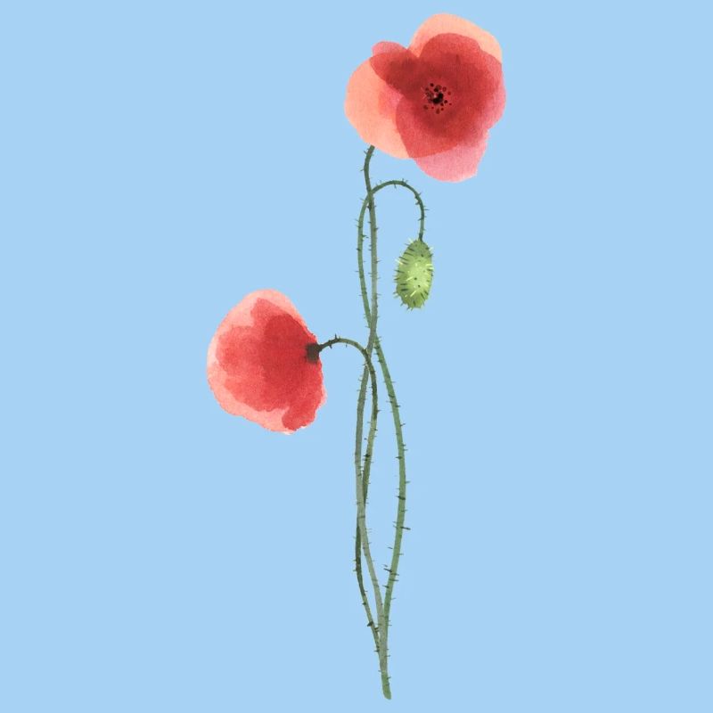 Fleur : coquelicot rouge