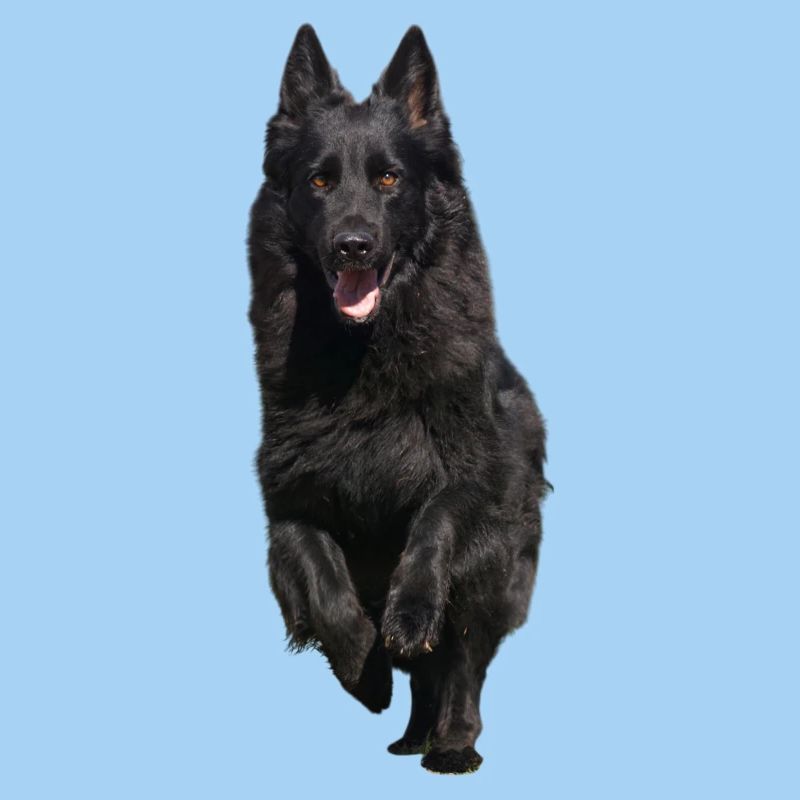 black shepherd front