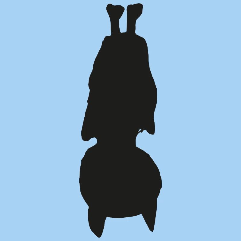 Fledermaus