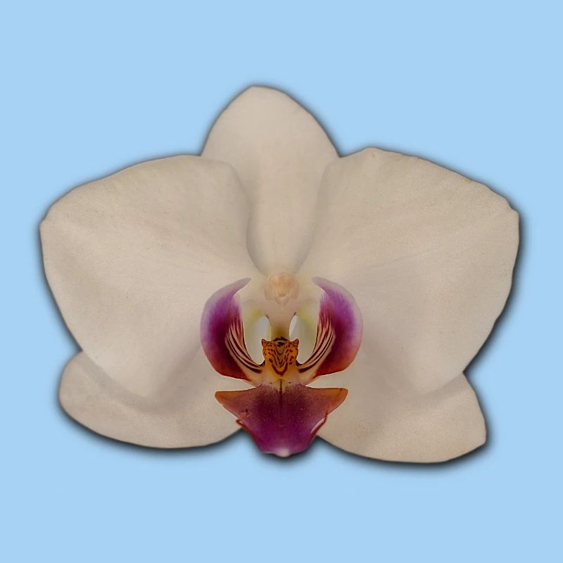 Orchids