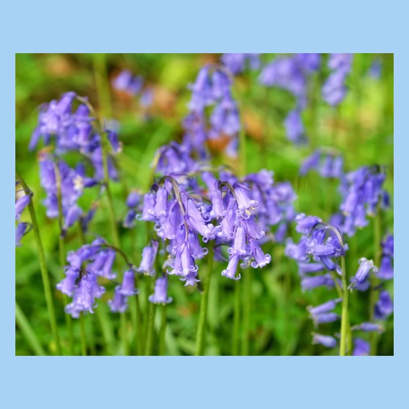 Bluebell - Violet Spring Bloom