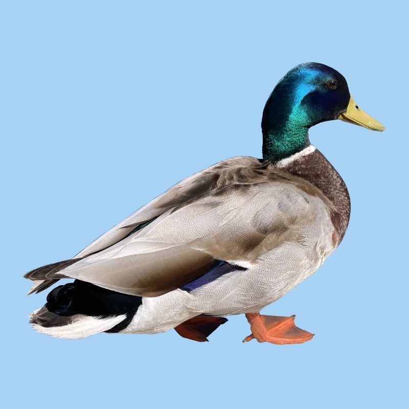 Colvert mâle