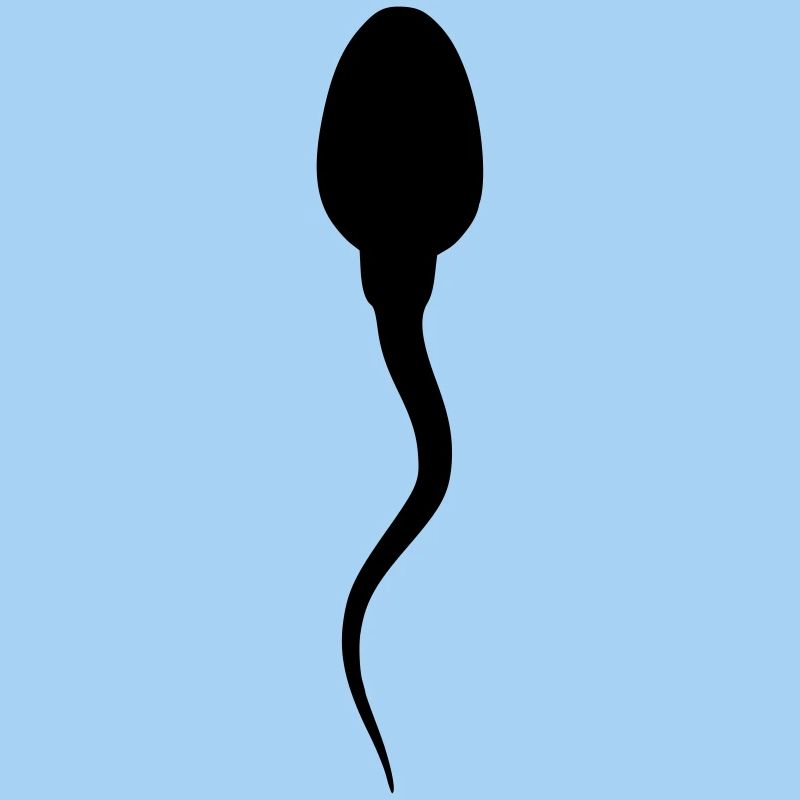 spermatozoide