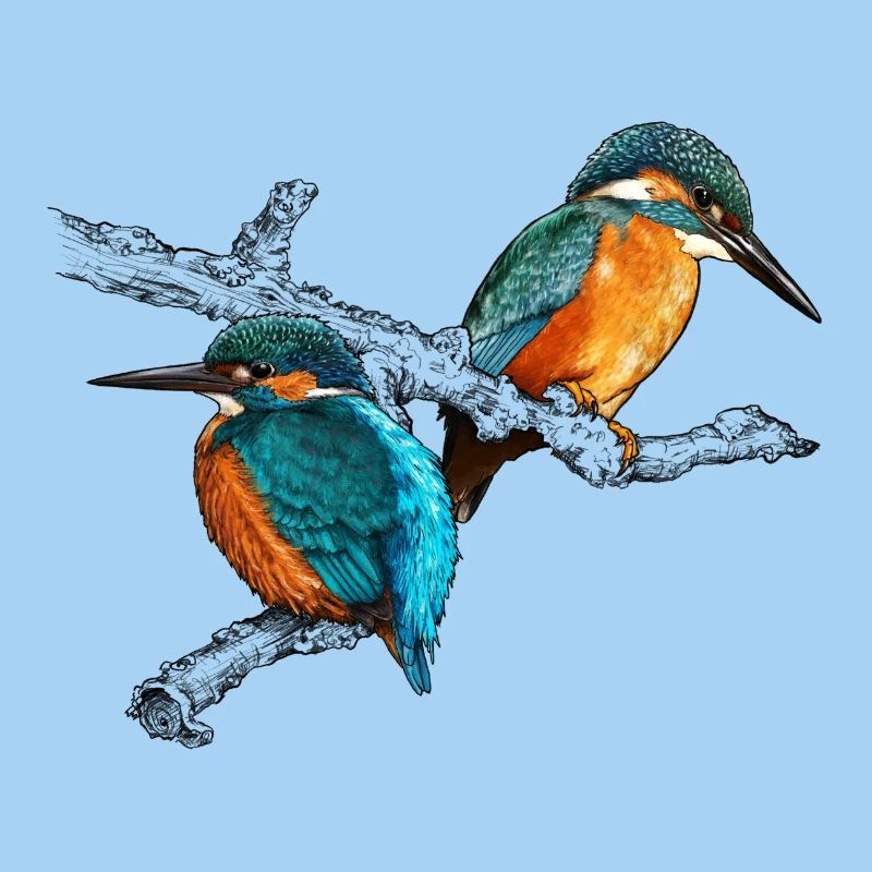 zwei Eisvögel