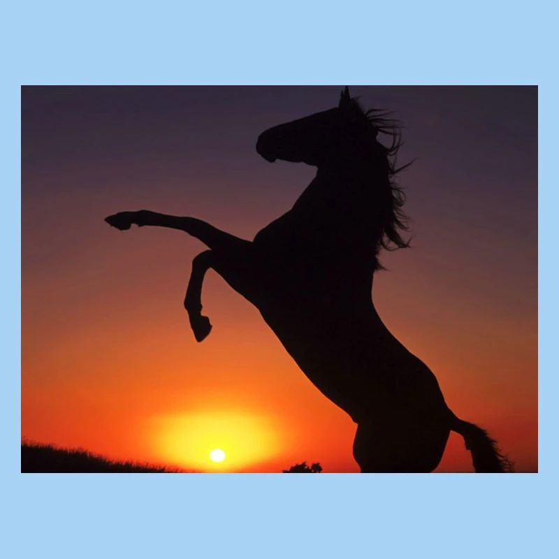 chevaux sur coucherdu soleil