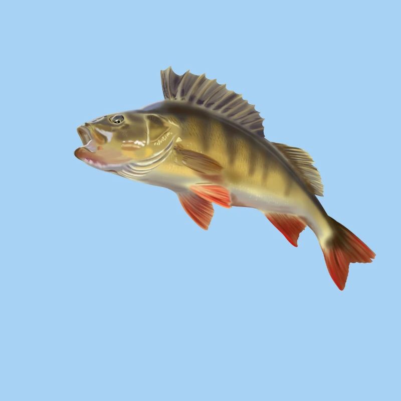 Perch