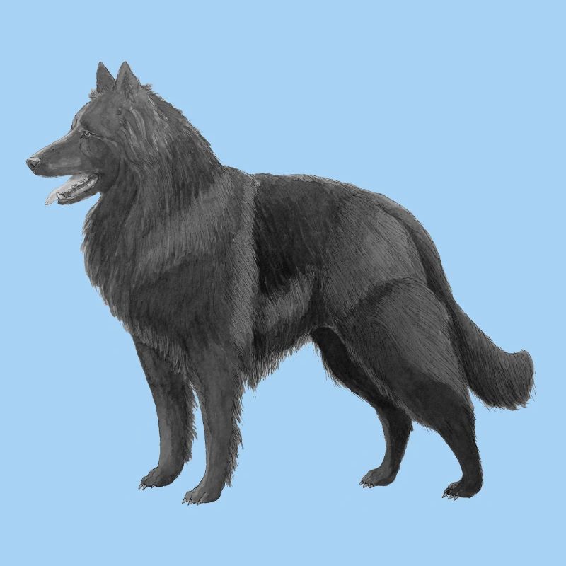 Groenendael