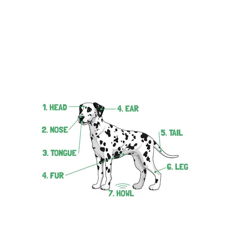 Anatomie d’un Dalmatien