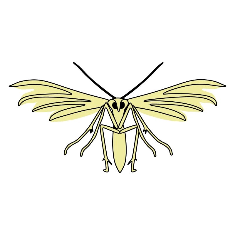 Feather moth