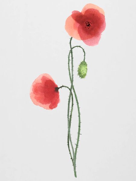Blume: roter Mohn