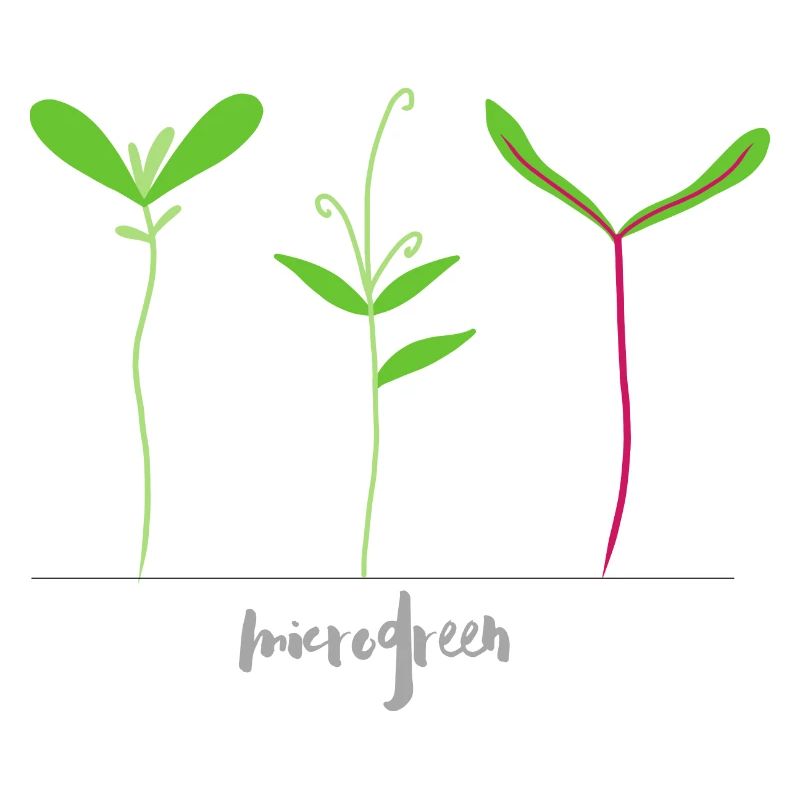 Micro pousses - Microgreen