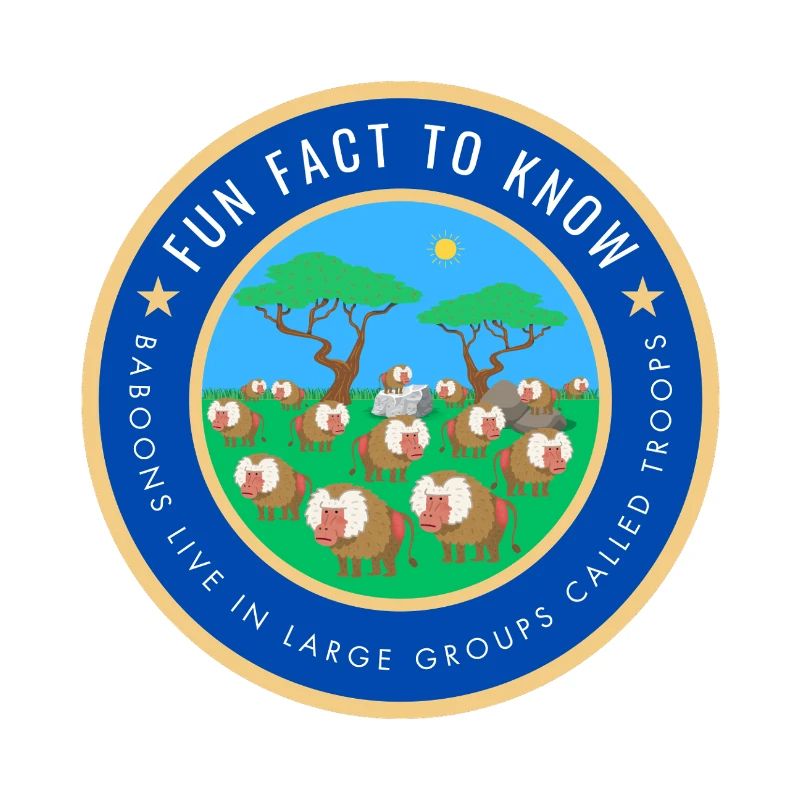 Baboons live in large groups called troops