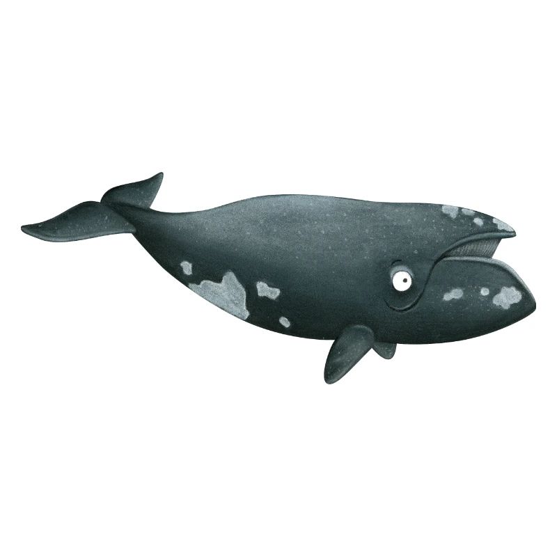 baleine franche