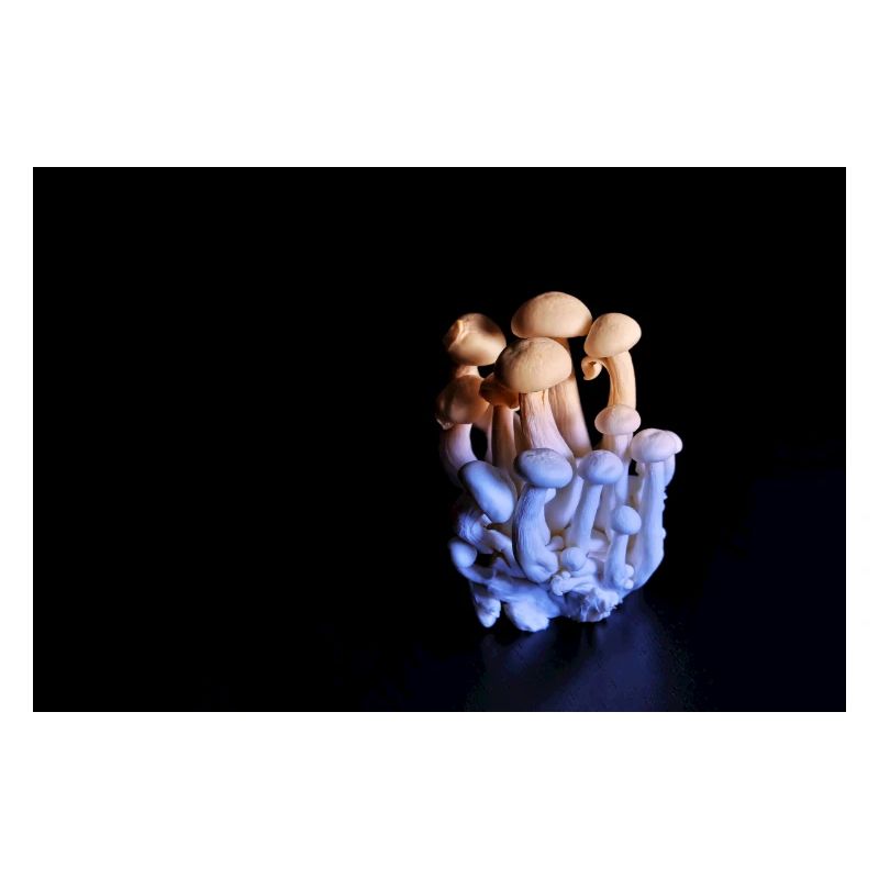 Luminous Mushroom Cluster Neon Glow