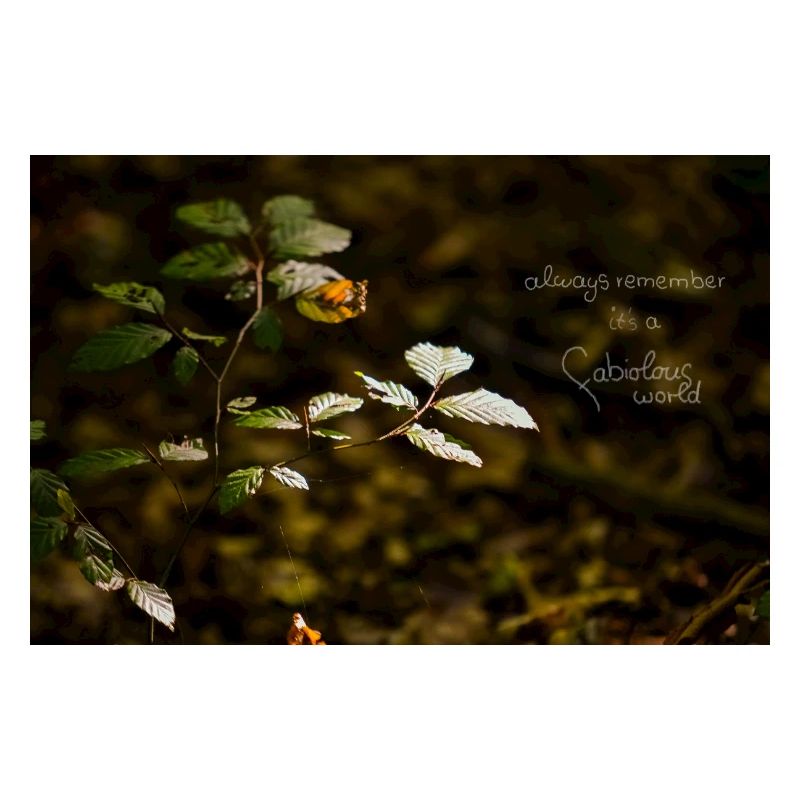 fabiolous world Forest tranquility