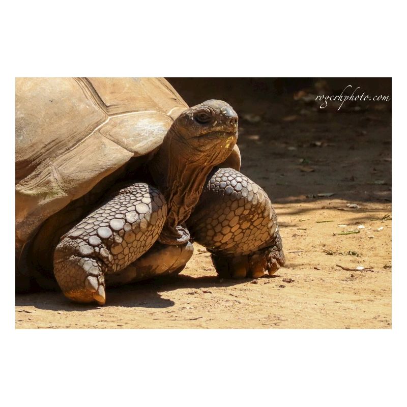 Galapagos Risen Turtle