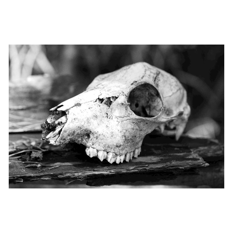 Skull