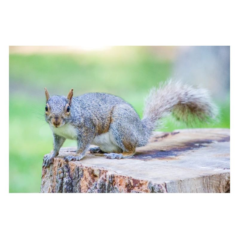 Écureuil gris Grauhörnchen Sciurus carolinensis