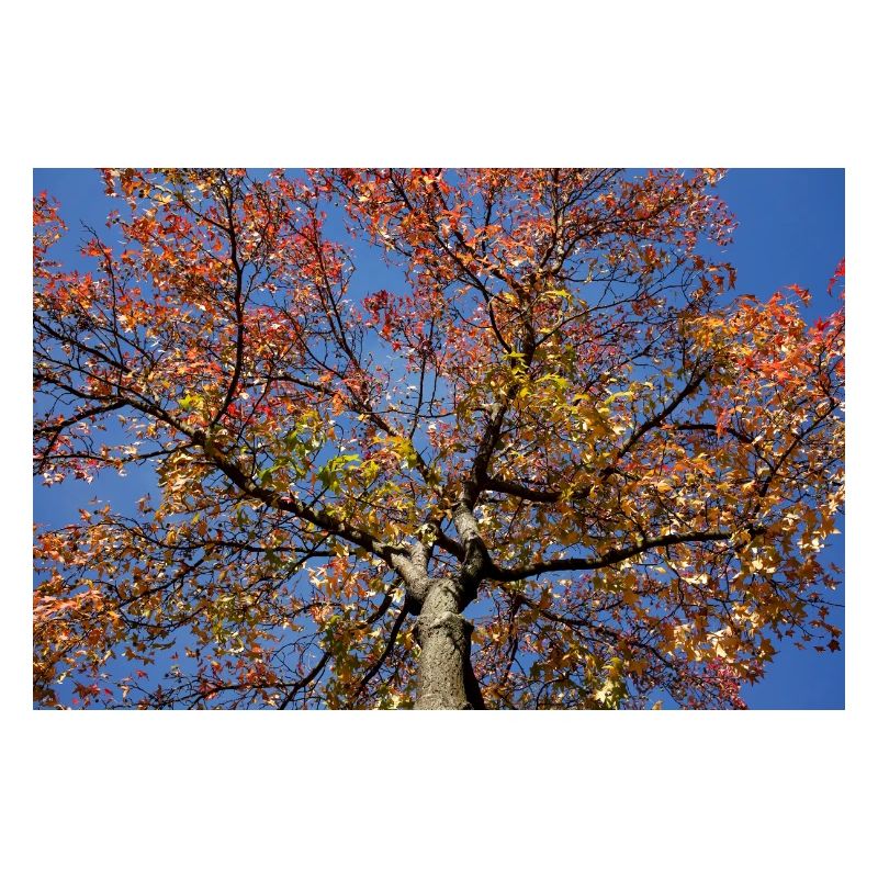 Maple