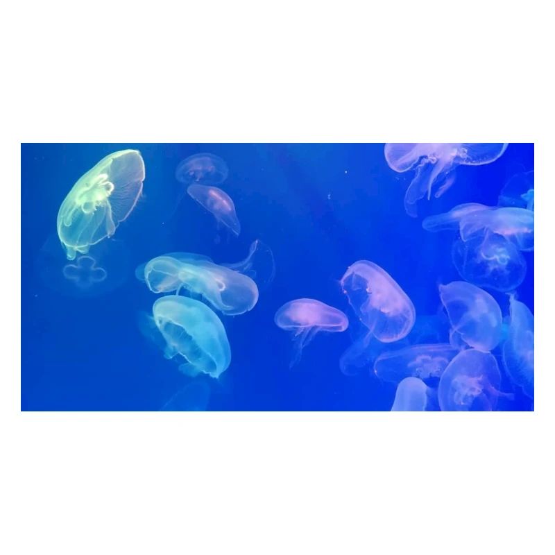 Motif de méduse bleue