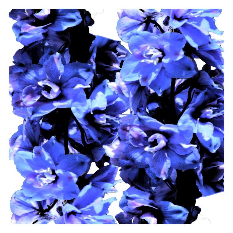 Jacinthe bleu