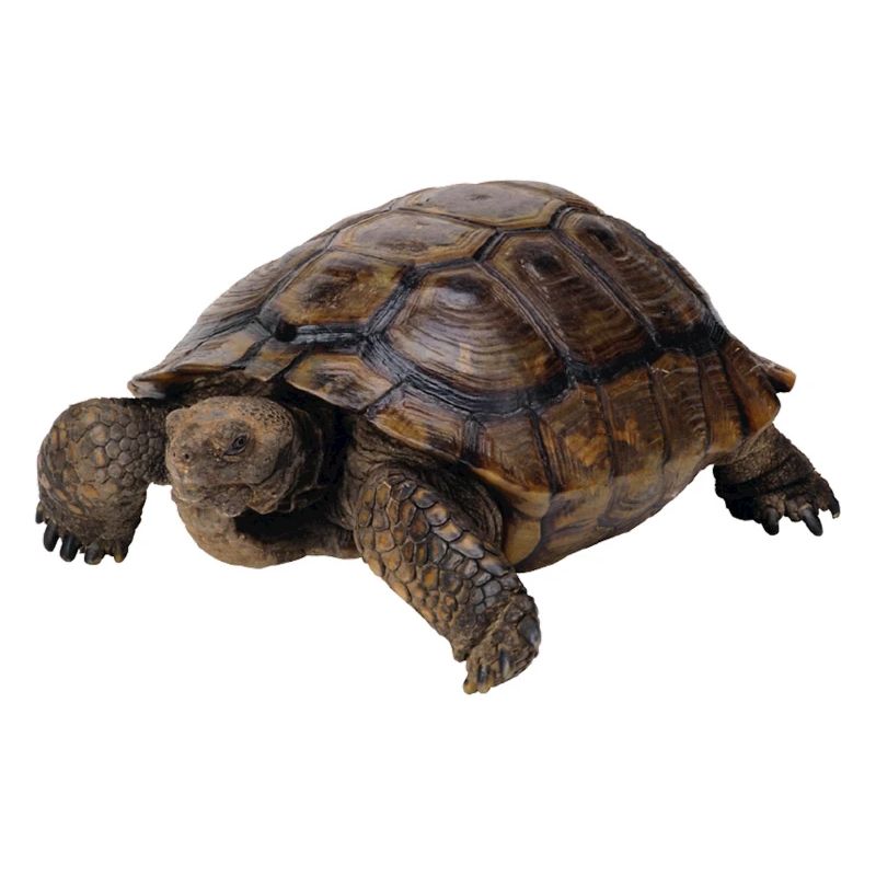 turtle tortoise animals animals8