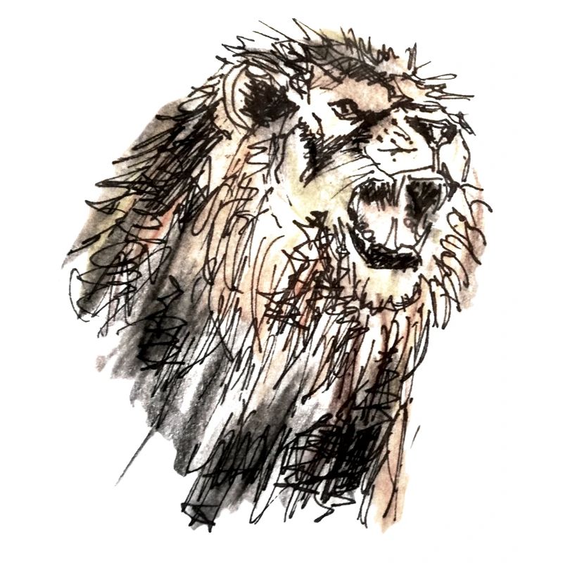 lion
