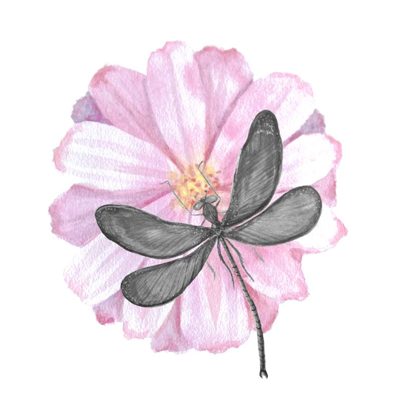 Libellule avec une fleur rose tendre