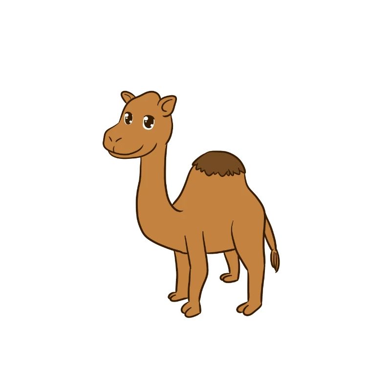camel
