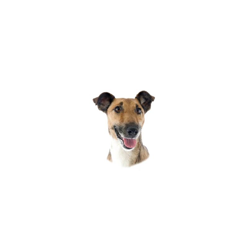 Beware of the master, harmless Fox Terrier