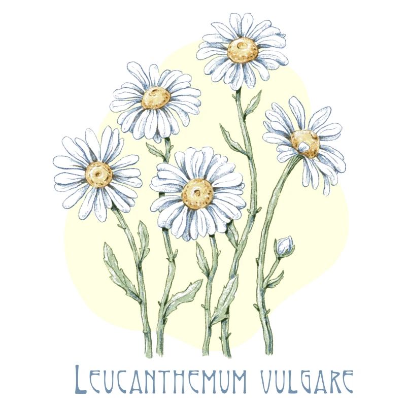 Jastrun disegno botanico corretto