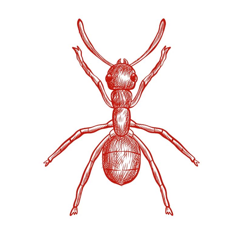 ant