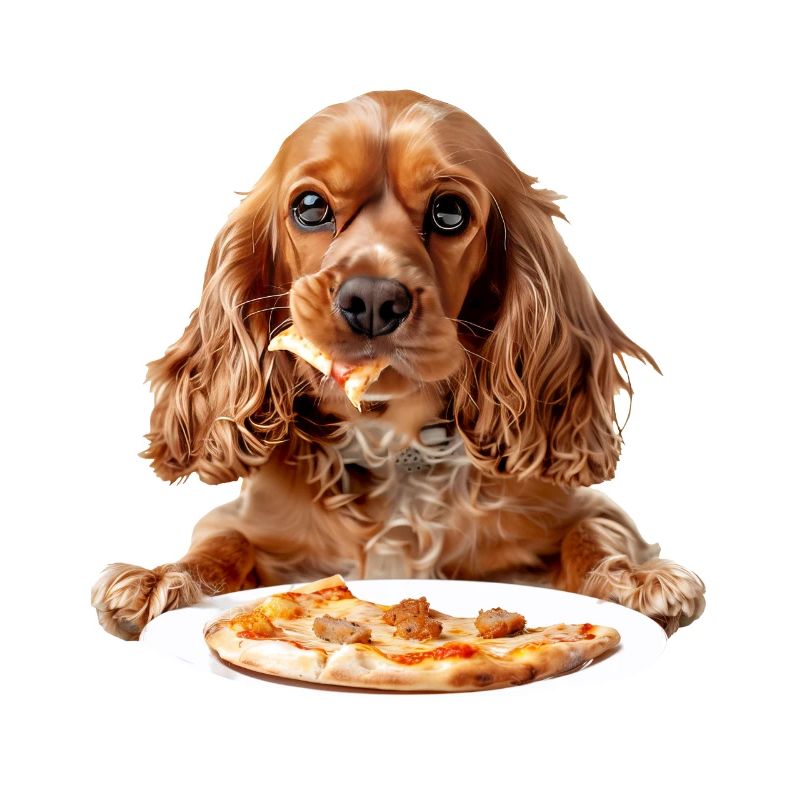 Cocker Spaniel