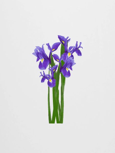 Blumen Frühling Iris Schwertlilien - Geschenkidee