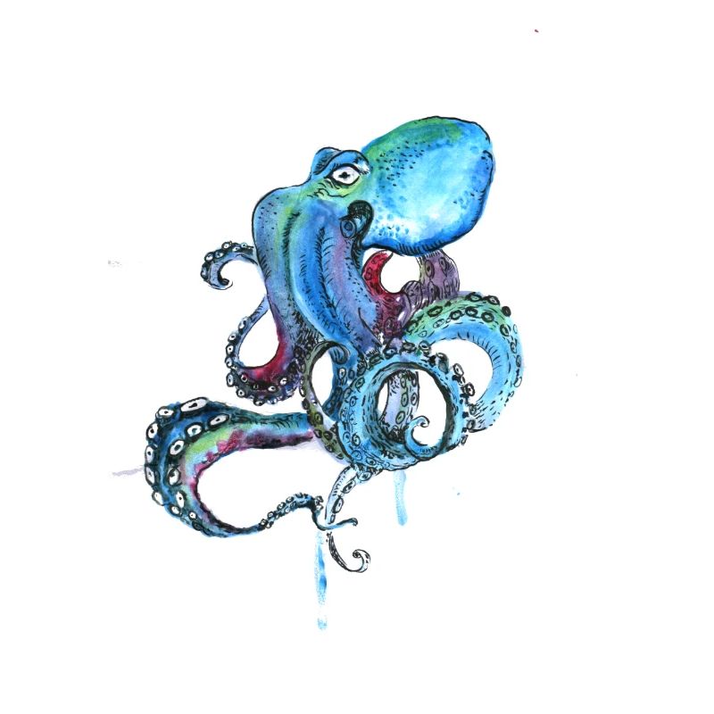 kraake octopus tentacal illu fish octopus ora