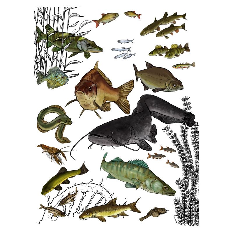 Poissons fish