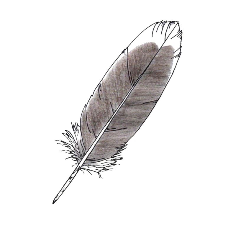 Feder Grau Handgezeichnet (Graugans)