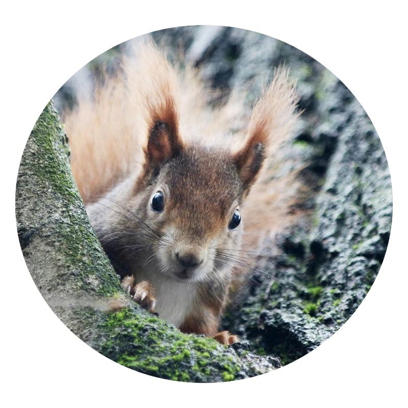Eichhörnchen, isibat